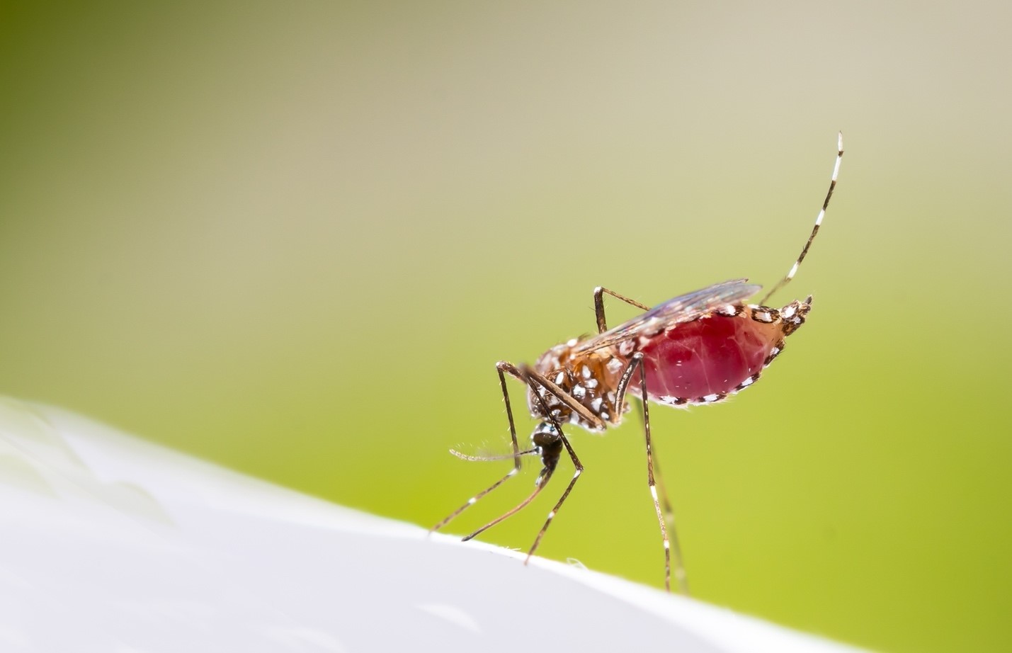 5 Cara Agar Kamar Bebas Nyamuk dan Serangga Penyebab DBD