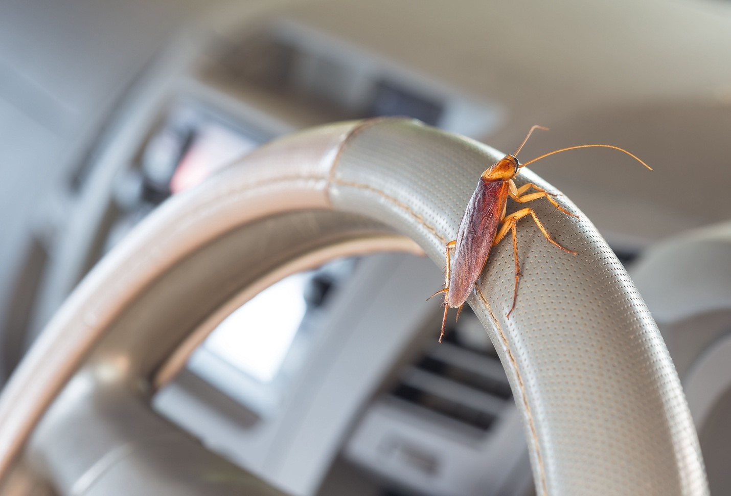 Benarkah Karbol Sereh Dapat Membantu Mengusir Kecoa di Mobil?