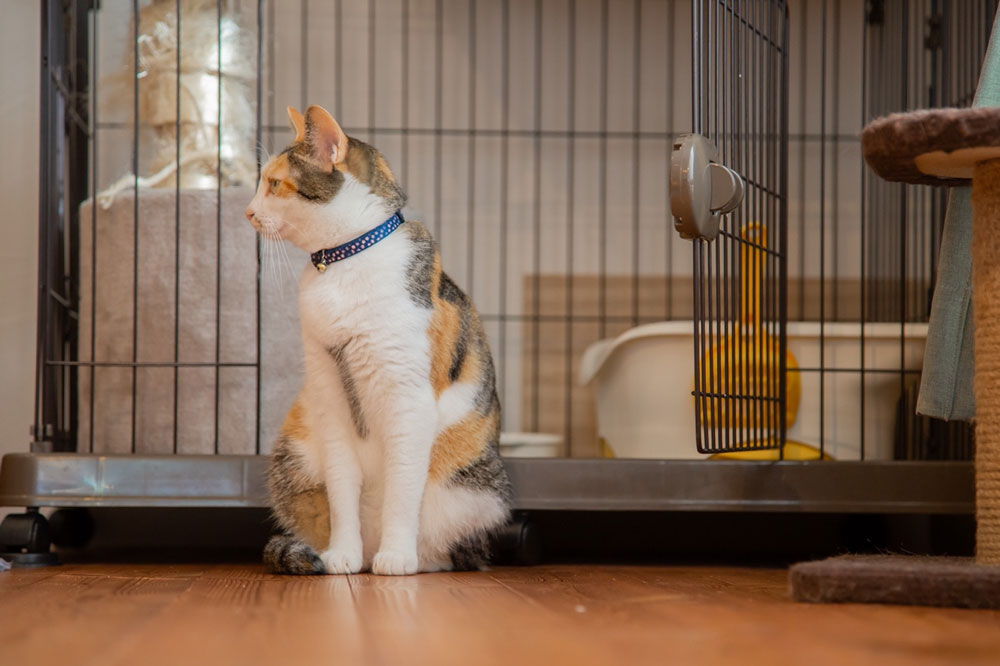Cara Membersihkan Kandang Kucing dengan SOS Karbol Agar Bebas dari Kuman Berbahaya