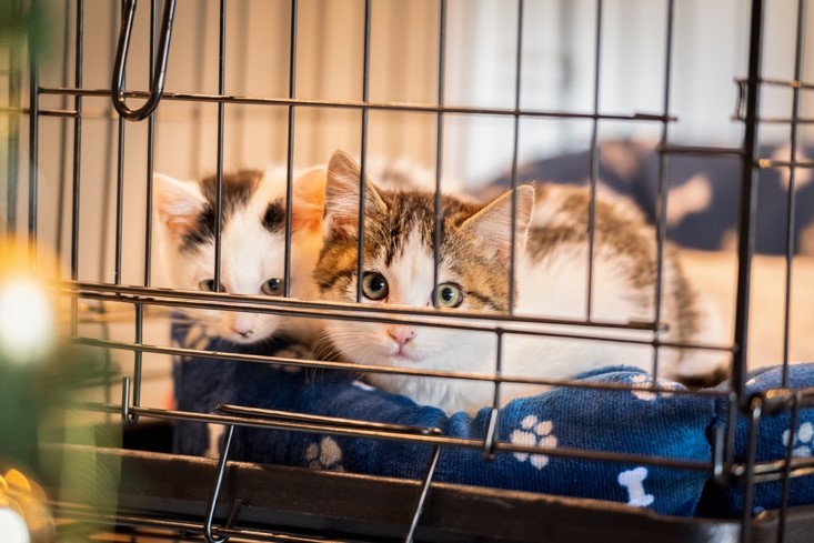 Pecinta Anabul Harus Tahu, Ini Cara Menghilangkan Bau pada Kandang Kucing